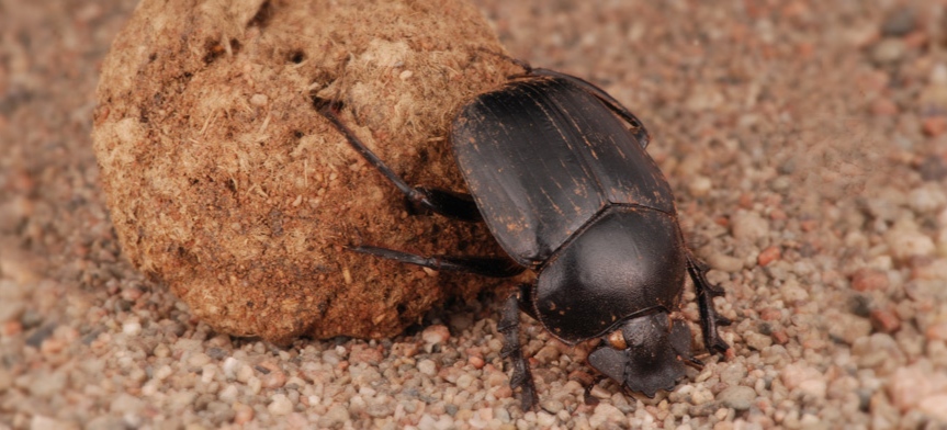 Squelette-scarabée