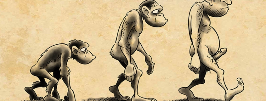 Dessin représentant l'évolution de l'être humain. À gauche un singe (légende "Primate"), au milieu un homme préhistorique (légende "Australopithèque"), à droite un homme debout en érection (légende "Homo erectus")