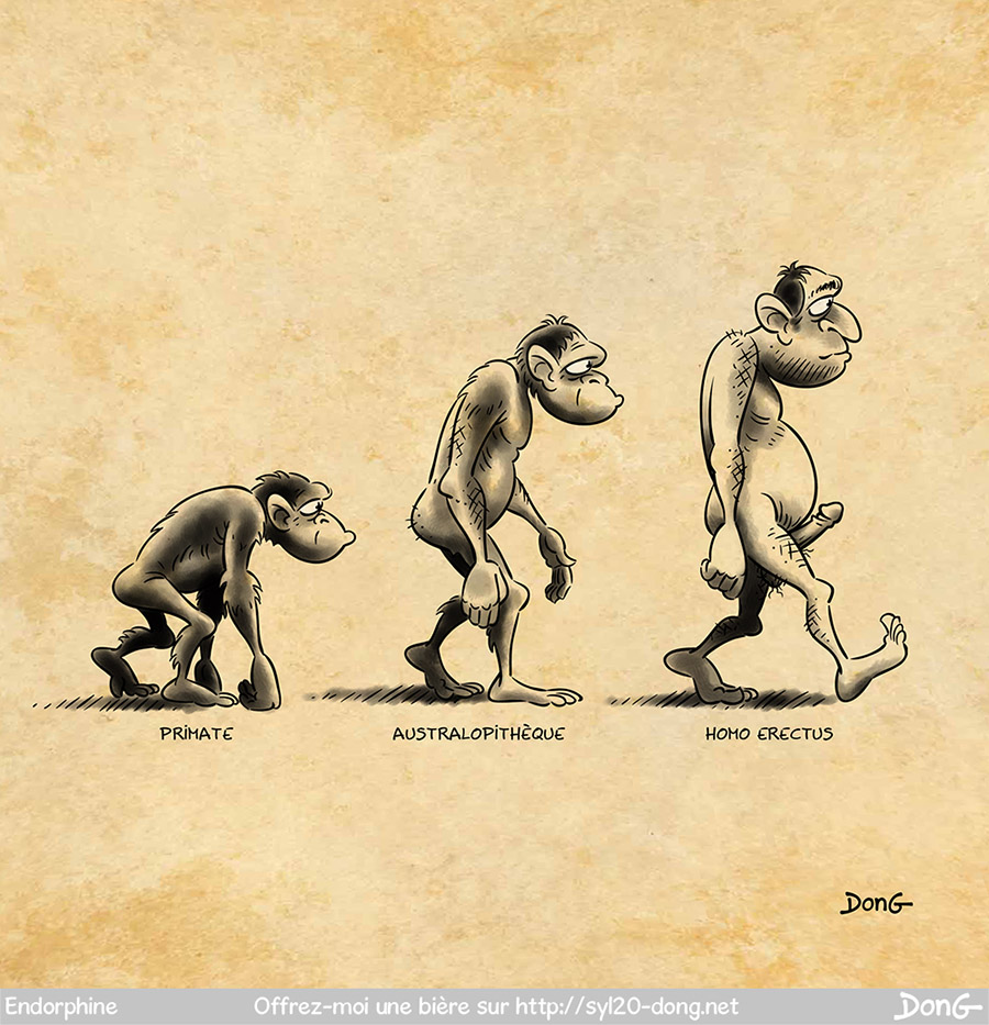 Dessin représentant l'évolution de l'être humain. À gauche un singe (légende "Primate"), au milieu un homme préhistorique (légende "Australopithèque"), à droite un homme debout en érection (légende "Homo erectus")